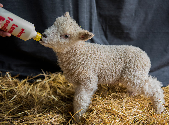 Leicester Longwool Lamb drinking milk