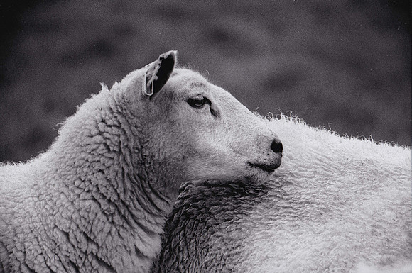 Sheep Nuzzling