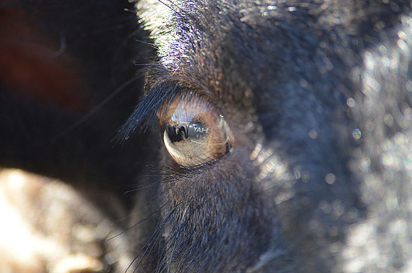 Sheep Eye