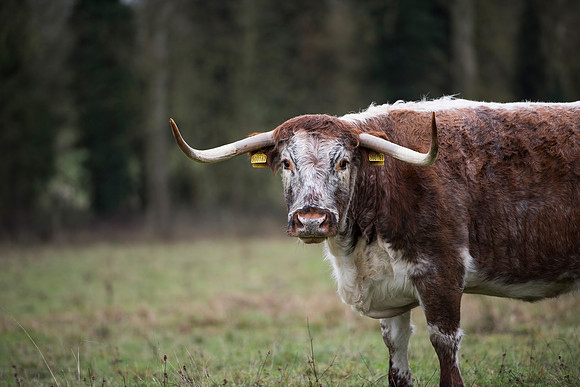 Longhorn Cow