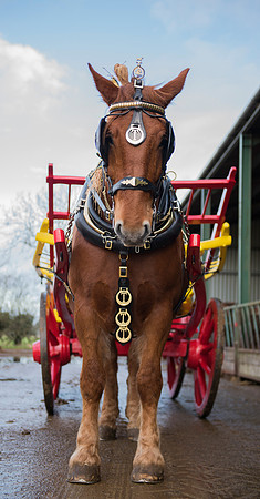 Suffolk Punch Horse pulling a carriage
