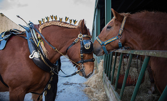 Two Suffolk Punch Horses Nuzzling