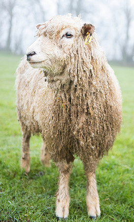 Cotswold Sheep 4