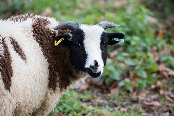 Jacob Sheep