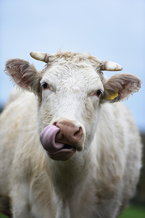 White Northern Dairy Shorthorn Cow Licking Nose