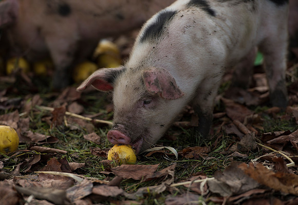 Gloucestershire Old Spot Piglet eating Apples