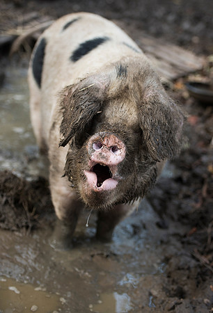 Gloucestershire Old Spot Muddy Pig