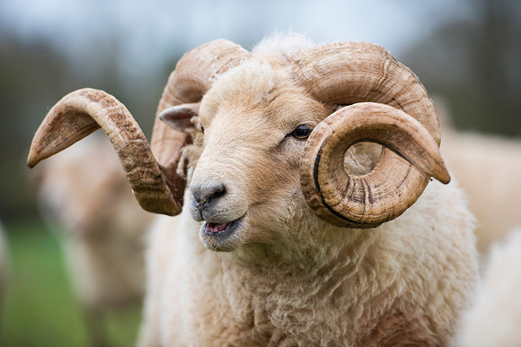 Portland Ram Horns