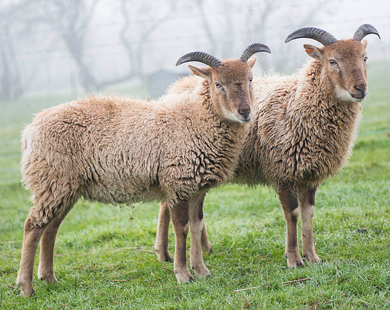 Castlemilk Moorit Shhep