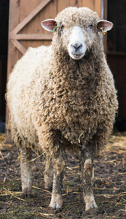Leicester Longwool Ewe