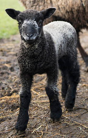 Leicester Longwool Lamb 2