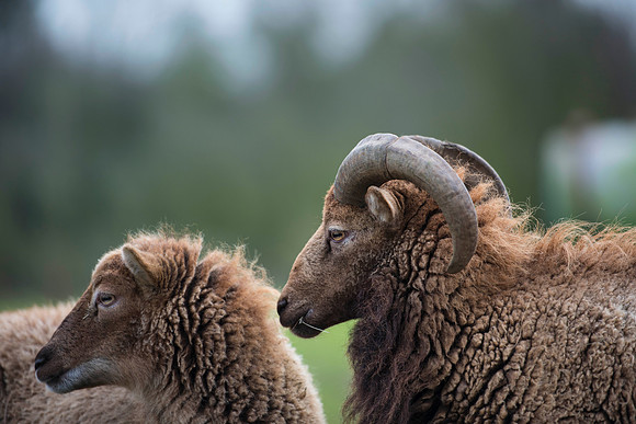 Soay Sheep
