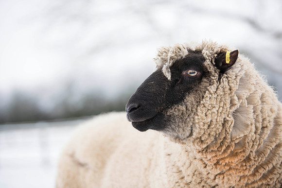 Llanwenog Ewe