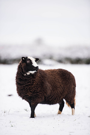 Balwen Welsh Mountain Ewe