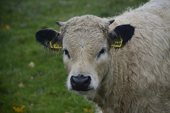 White Park Calf