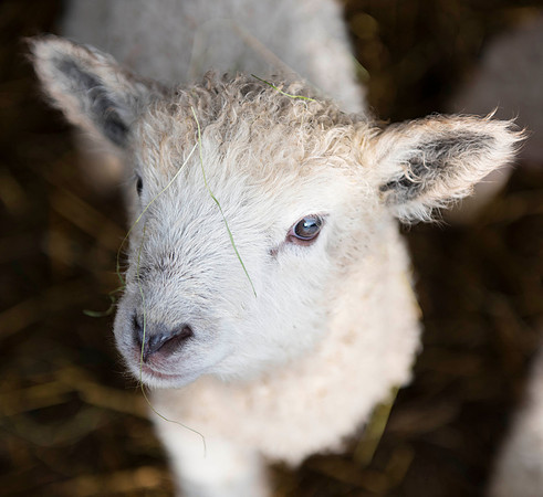 Leicester Longwool Lamb