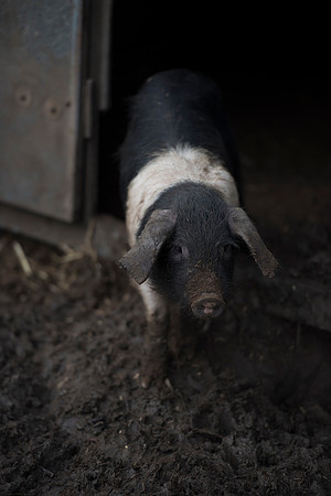 Saddleback Pig