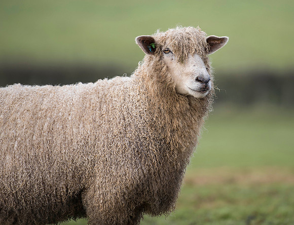 Cotswold Sheep