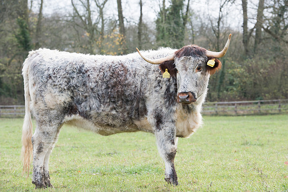 Longhorn Steer looking back.