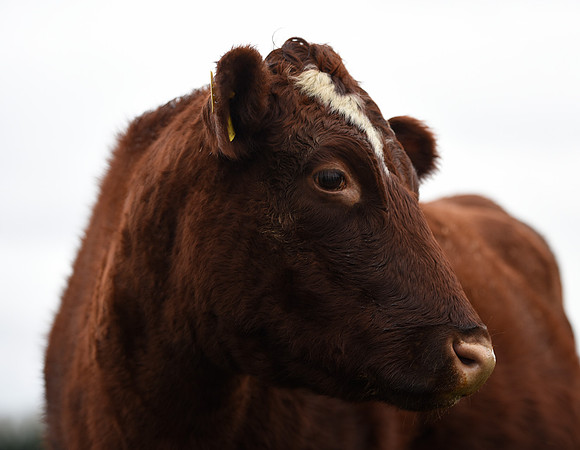Northern Dairy Shorthorn Cow
