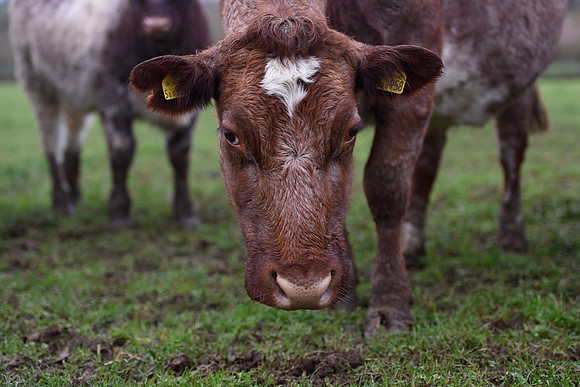 Northern dairy Shorthorn Stare