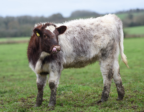 Northern Dairy Shorthorn sticking tongue out