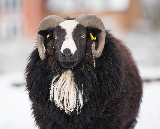 Balwen Welsh Mountain Ram