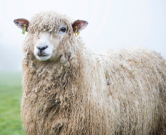 Cotswold Ewe