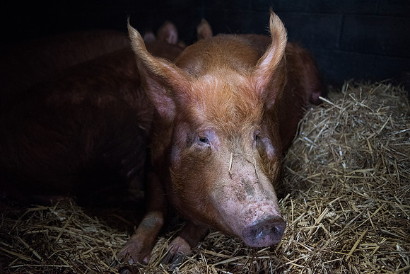 Tamworth Pig