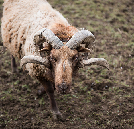 Manx Loaghtan Ram 2