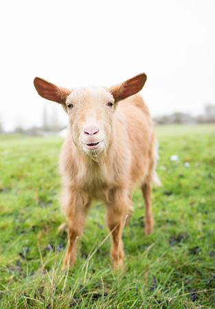 Golden Guernsey Goat