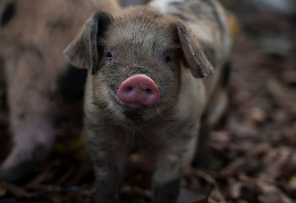 Muddy Gloucestershire Old Spot Piglet