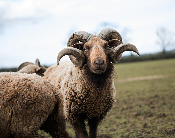 Manx Loaghtan Ram