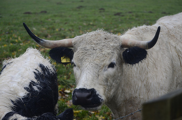 White Park Cow
