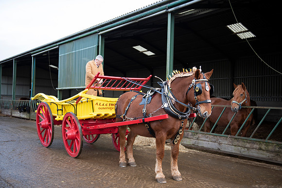 Suffolk Punch Horse pulling carriage 2