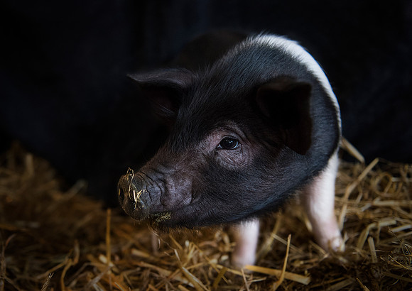 Saddleback Piglet
