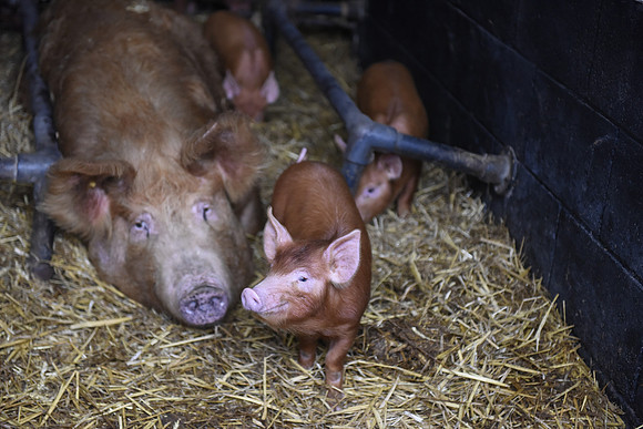 Tamworth Piglet smiling
