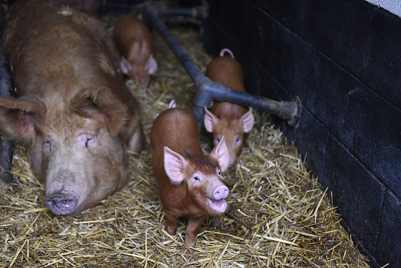 Tamworth Piglets
