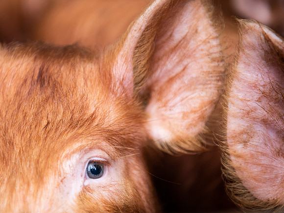 Tamworth Pig Eye