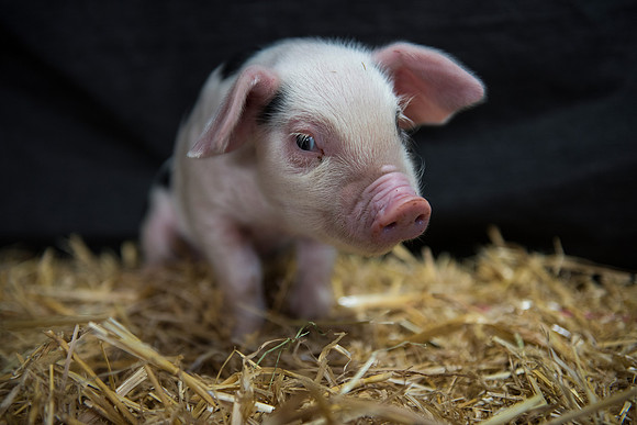 Gloucestershire Old Spot Piglet