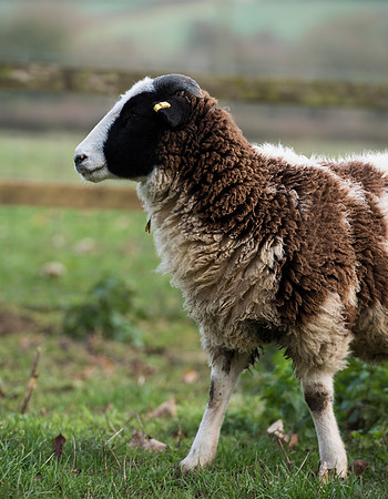 Jacob Sheep 3