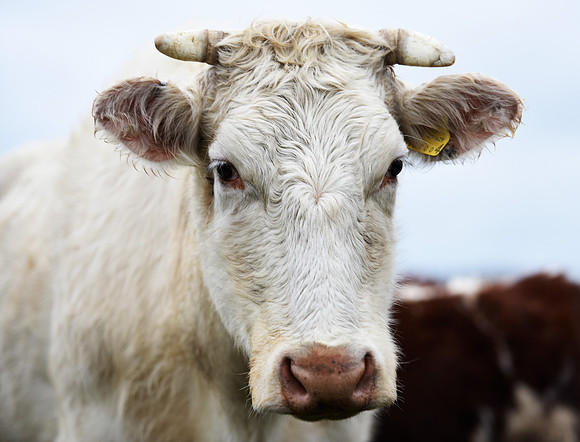 White Northern Dairy Shorthorn Cow