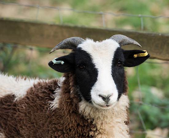 Jacob Sheep 2
