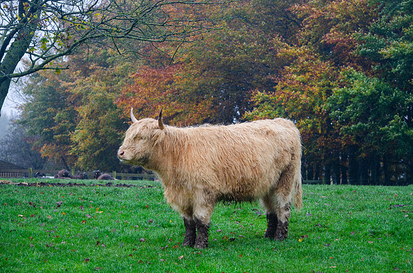 Highland Cow 3