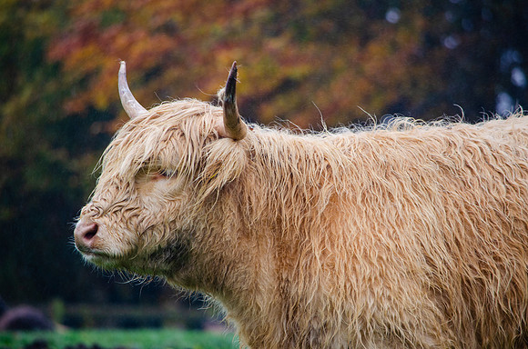 Highland Cow 2