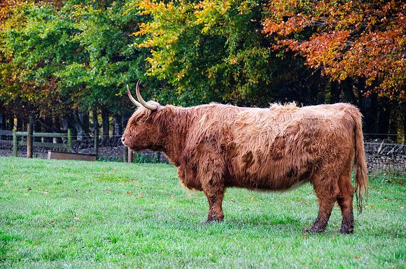 Highland Cow 1