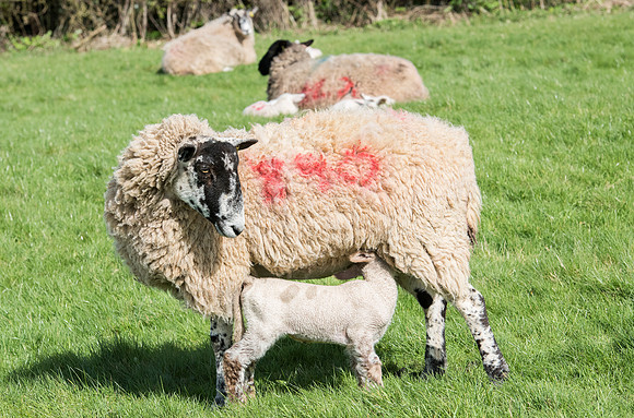 Ewe with lamb suckling