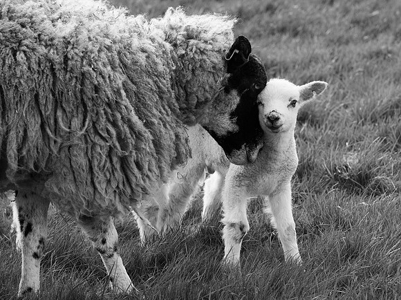 Ewe and Lamb nuzzling