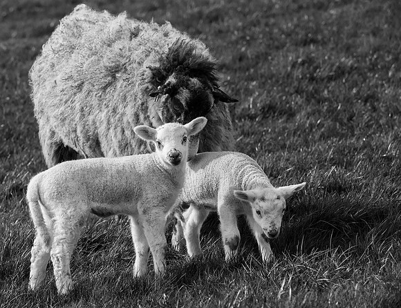 Ewe and Lambs