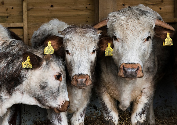 3 Longhorns together